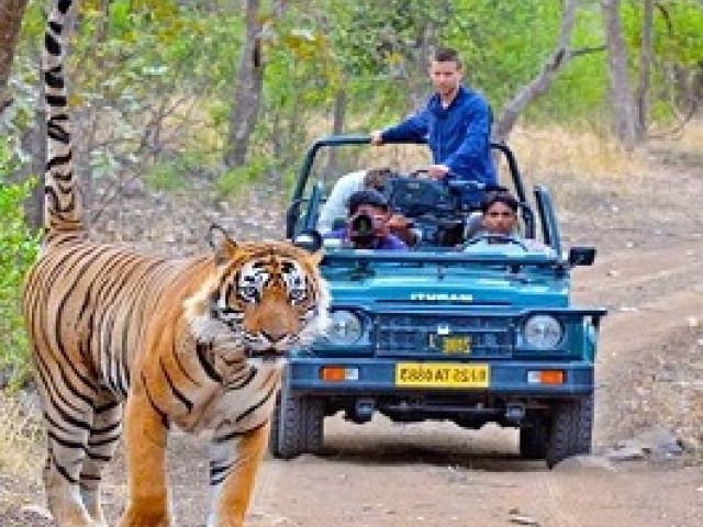 Altın Üçgen ve Ranthambore Kaplan Milli Parkı Turu