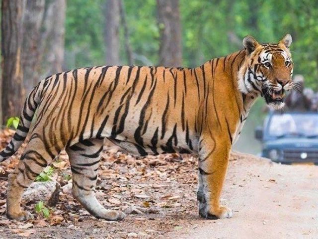 Altın Üçgen ve Ranthambore Kaplan Milli Parkı Turu