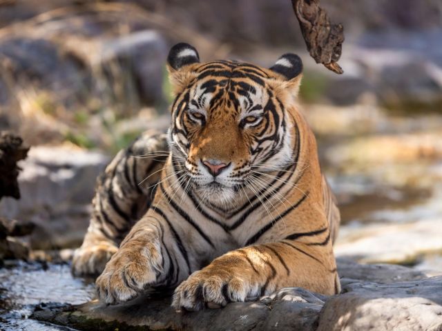 Altın Üçgen ve Ranthambore Kaplan Milli Parkı Turu