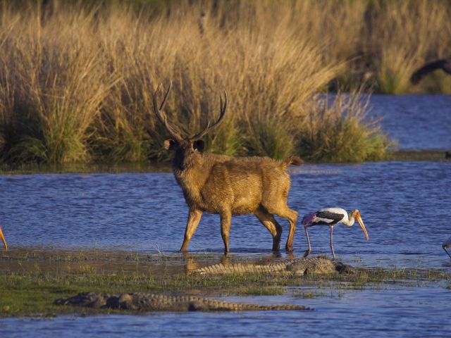 Altın Üçgen ve Ranthambore Kaplan Milli Parkı Turu