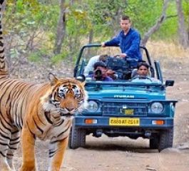 Altın Üçgen ve Ranthambore Kaplan Milli Parkı Turu